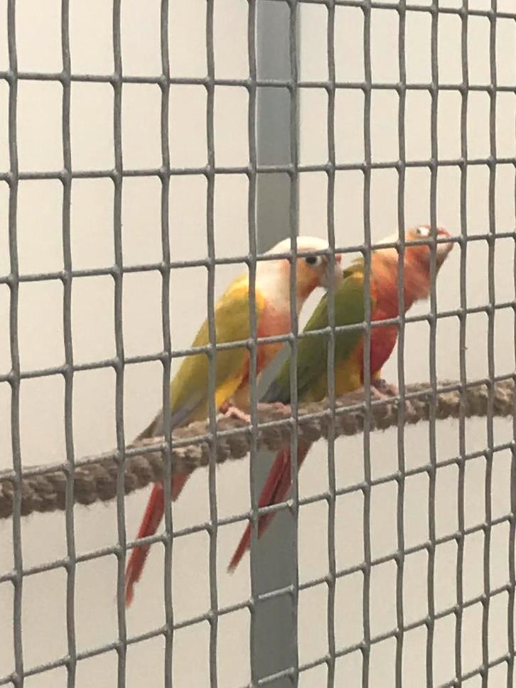 Pyrrhura, Dieren en Toebehoren, Vogels | Parkieten en Papegaaien, Dwergpapegaai of Agapornis, Meerdere dieren, Geringd