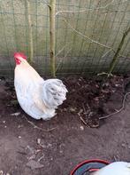 Gratis Cochin kriel haantje