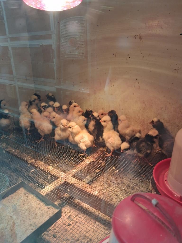 Broedeieren padua, geel en zwartgezoomd, tollbunt., Dieren en Toebehoren, Pluimvee