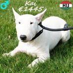 Kai, chiot Mini Bull Terriër (mâle) à vendre, 15 semaines à 1 an, Chien (mâle), Hépatite contagieuse (maladie de Rubarth), Bull Terrier