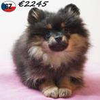 Magnifiques Spitz, chiots à vendre, 15 semaines à 1 an, Hépatite contagieuse (maladie de Rubarth), Autres races, Plusieurs animaux