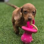 Lieve teckels te koop, Poils courts, Hépatite contagieuse (maladie de Rubarth), 8 à 15 semaines, Plusieurs