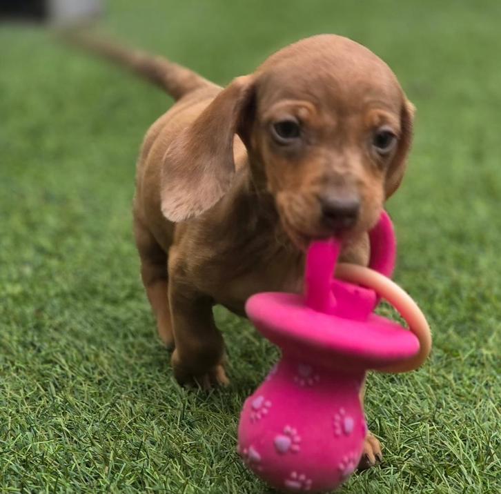 Lieve teckels te koop, Animaux & Accessoires, Chiens | Teckels & Bassets, Plusieurs animaux, Poils courts, Nain, Éleveur | Loisir