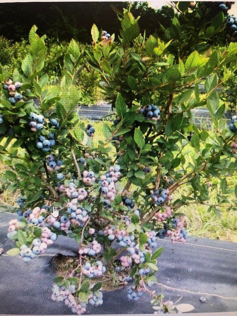 BLAUWE BESSEN PLANTEN IN POT, Ophalen, Overige soorten, Struik, 100 tot 250 cm