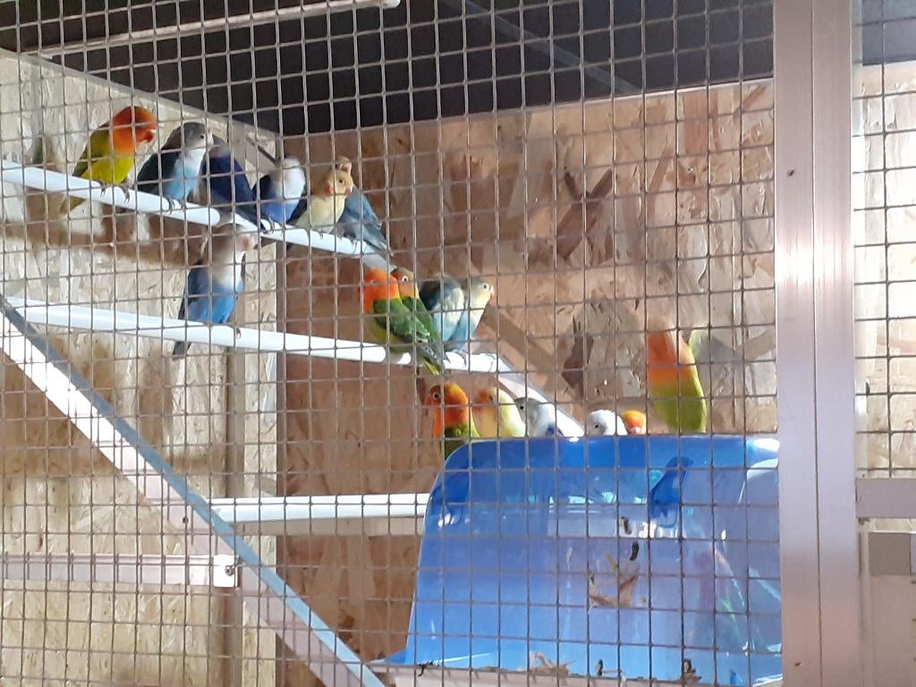 Inséparables de Fischer ( mâles et femelles ), Animaux & Accessoires, Oiseaux | Perruches & Perroquets