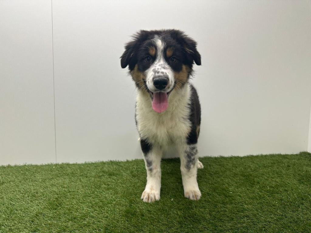 Chiots Bergers Australiens, Hépatite contagieuse (maladie de Rubarth), Plusieurs, Belgique, Berger