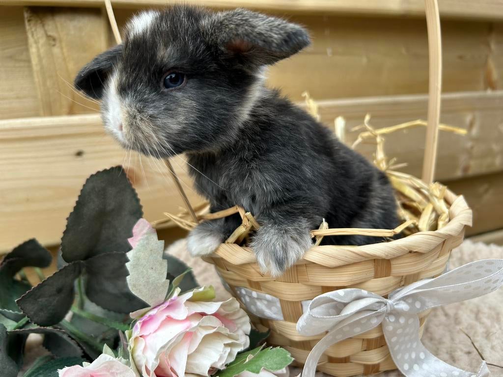 Prachtige blauwoog Franse Hangoren, Dieren en Toebehoren, Konijnen, Groot, Meerdere dieren, 0 tot 2 jaar, Hangoor
