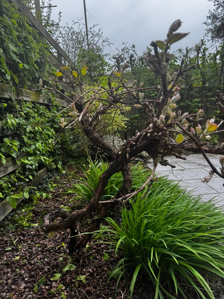 Witte druivelaar 16 jaar oud, Tuin en Terras, Planten | Bomen, Overige soorten, Volle zon, Ophalen