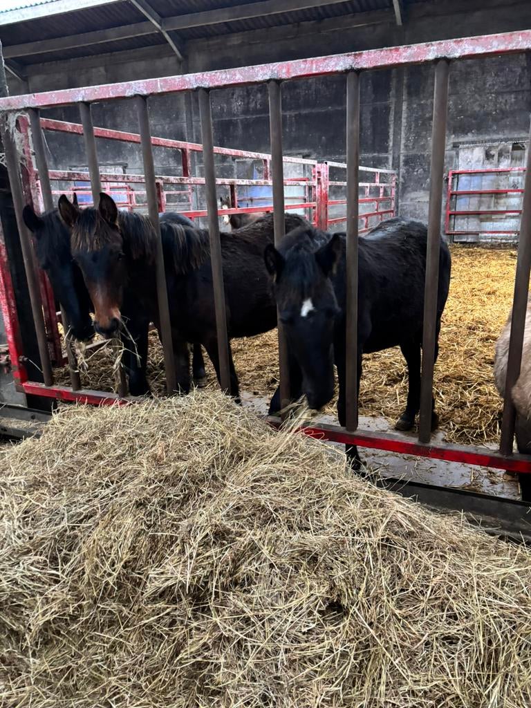 Friese twenter en bonte jaarlingen, Dieren en Toebehoren, Paarden, Merrie, Onbeleerd, 160 tot 165 cm, 0 tot 2 jaar, Dressuurpaard