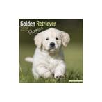 Calendrier Chiot Golden Retriever 2018, Enlèvement ou Envoi, Calendrier annuel, Neuf
