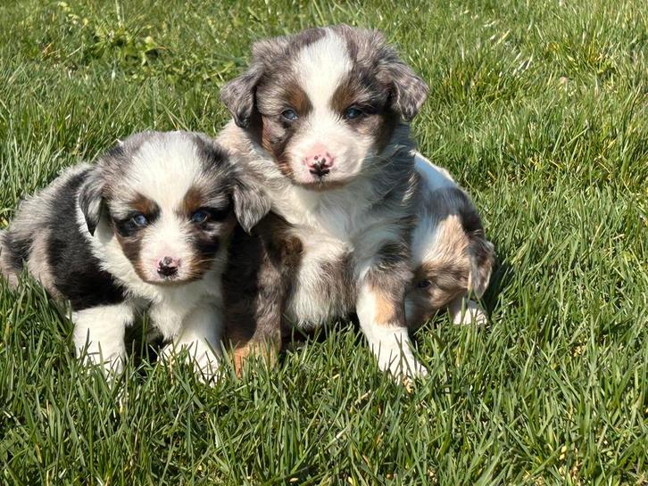 Miniature American shepherd - miniatuur amerikaanse herder, Animaux & Accessoires, Chiens | Bergers & Bouviers, Chien (mâle), Berger