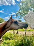 Arabisch raszuiver veulen, Dieren en Toebehoren, Paarden