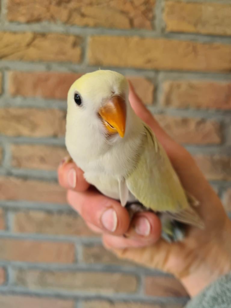 Agapornis Roseicolli jong, Geslacht onbekend, Dwergpapegaai of Agapornis, Tam