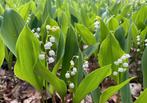 Meiklokjes, lelietje van dalen, Ophalen, Lente, Vaste plant