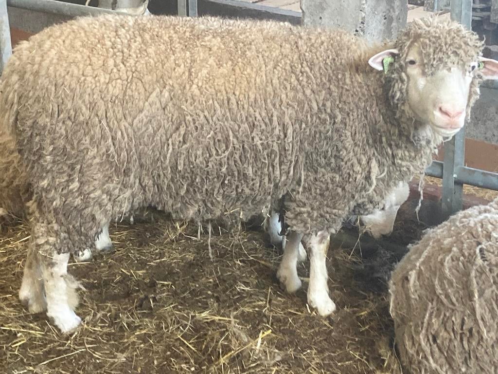 Ooi te koop, Dieren en Toebehoren, Schapen, Geiten en Varkens