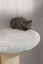 Brits kitten, Avec puce électronique