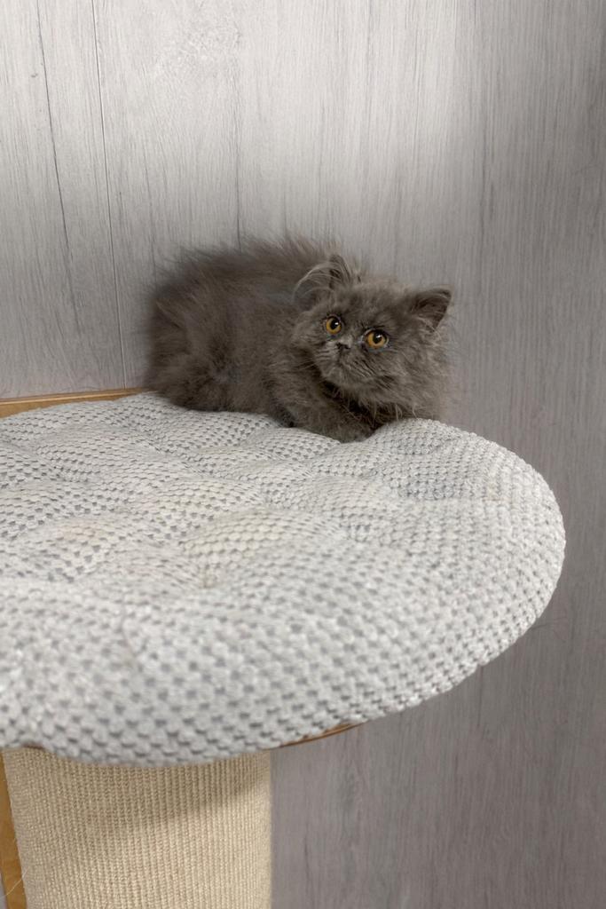 Brits kitten, Animaux & Accessoires, Chats & Chatons | Chats de race | Poil ras, Avec puce électronique