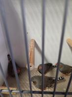 Zebravink wildkleur man, Dieren en Toebehoren, Vogels | Overige Vogels