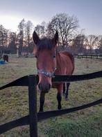 koetspaard, Dieren en Toebehoren, Pony's, Merrie, Niet van toepassing, Tuigpony, D pony (1.37m tot 1.48m)