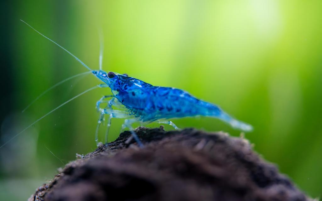 Garnalen: 2 euro (Neocardina Blue Dream)