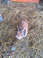 Dwergkonijn, Dieren en Toebehoren, Mannelijk, Dwerg, 0 tot 2 jaar