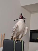 900 te koop, Dieren en Toebehoren, Vogels | Overige Vogels