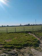 Gras op stam, Ophalen