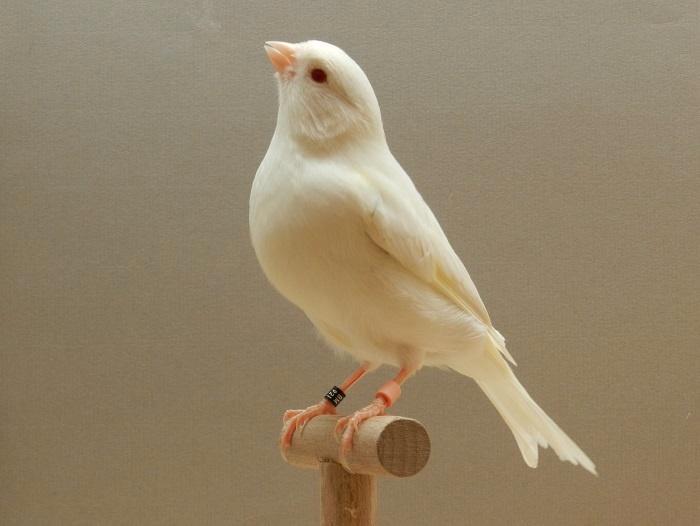 Kanariepop, Animaux & Accessoires, Oiseaux | Canaris