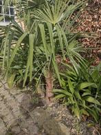 Palmboom, Tuin en Terras, Planten | Bomen, Ophalen, Palmboom