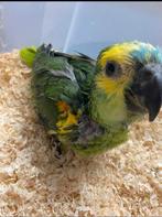 Baby tamme Blauw voorhoofd Amazon, Dieren en Toebehoren, Vogels | Parkieten en Papegaaien, Papegaai, Pratend