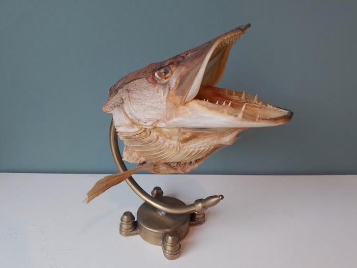 Snoek taxidermie, Verzamelen, Dierenverzamelingen, Zo goed als nieuw, Gewei of Kop, Overige soorten, Ophalen