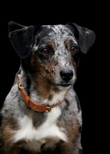 Jackrusssel dekreu  beschikbaar voor biedingen
