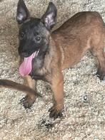 mechelse herder pups van zeer goede afkomst zeer mooi, Animaux & Accessoires, Parvovirose, 8 à 15 semaines, Plusieurs, Éleveur | Loisir