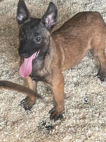 mechelse herder pups van zeer goede afkomst zeer mooi, Dieren en Toebehoren, Honden | Herdershonden en Veedrijvers, België, Fokker | Hobbymatig