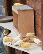 Kanaries 2025, Dieren en Toebehoren, Vogels | Kanaries, Meerdere dieren, Zangkanarie