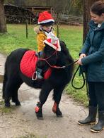 3.5 jarige Shetland ruin 🩵, Dieren en Toebehoren, Ruin, Ontwormd