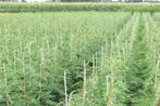 Cupressocyparis Leylandii  , Ophalen