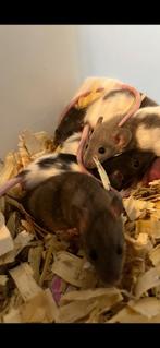 24/9 Nestje tamme dwergratten., Dieren en Toebehoren, Knaagdieren, Rat, Meerdere dieren, Tam, September