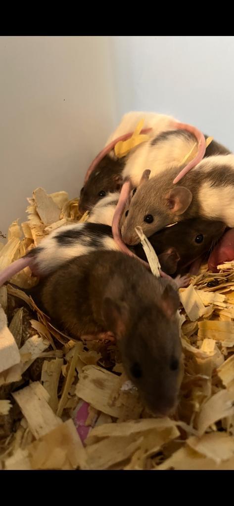 24/9 Nestje tamme dwergratten., Dieren en Toebehoren, Knaagdieren, Meerdere dieren, Rat, September, Tam