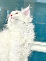 Schitterend Witte Maine Coon Poes met stamboom!, Poes, Gechipt, 0 tot 2 jaar