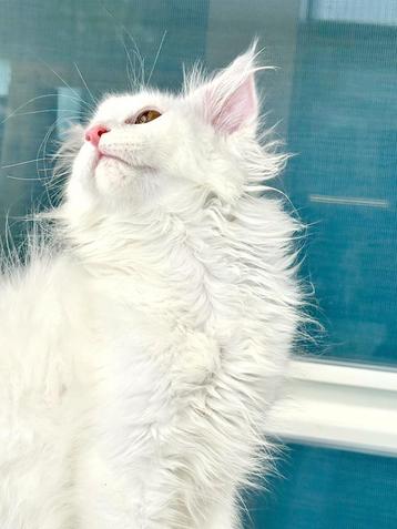 Schitterend Witte Maine Coon Poes met stamboom! beschikbaar voor biedingen
