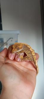 1.0 tamme Harlequin wimpergekko man, Hagedis, Met terrarium, 0 tot 2 jaar