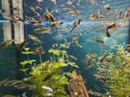 Guppies, Dieren en Toebehoren, Vissen | Aquariumvissen, Vis, Zoetwatervis
