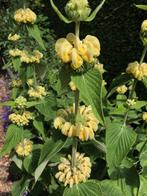 Phlomis russeliana/brandkruid/groenblijvende vaste plant., Tuin en Terras, Ophalen of Verzenden