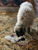 Walliser schapen, Animaux & Accessoires, Moutons, Chèvres & Cochons