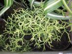 Ripsalis cassutha of rotskoraal, Huis en Inrichting, Kamerplanten, Overige soorten, Minder dan 100 cm, Bloeiende kamerplant, Ophalen