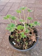 geranium pratense, Tuin en Terras, Planten | Tuinplanten, Ophalen, Vaste plant