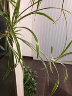 Stekjes spinnenplant, Huis en Inrichting, Ophalen