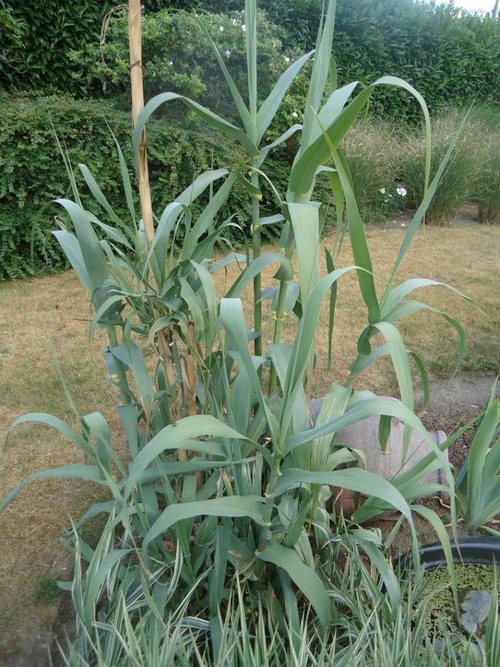 Planten en bomen, Tuin en Terras, Planten | Bomen, Ophalen