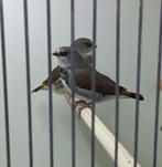 Oranjestuit Diamantvinken, Hobby en Vrije tijd, Overige Hobby en Vrije tijd, Ophalen